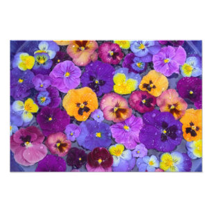 Viola bloemen drijvend in vogelbad met dauw foto afdruk