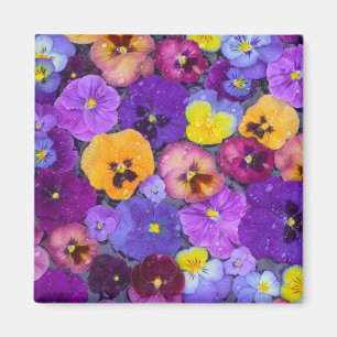 Viola bloemen drijvend in vogelbad met dauw magneet