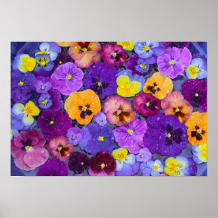 Viola bloemen drijvend in vogelbad met dauw poster