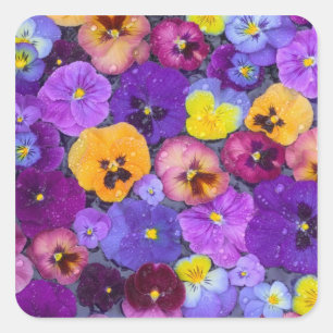 Viola bloemen drijvend in vogelbad met dauw vierkante sticker