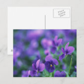 Viola Briefkaart (Voorkant / Achterkant)