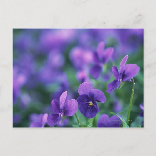 Viola Briefkaart (Voorkant)