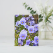 Viola [Briefkaart] Briefkaart (Staand voorkant)