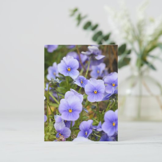 Viola [Briefkaart] Briefkaart (Staand voorkant)