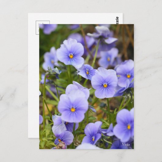 Viola [Briefkaart] Briefkaart (Voorkant / Achterkant)