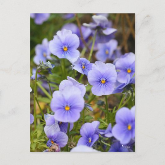 Viola [Briefkaart] Briefkaart (Voorkant)