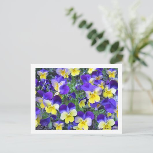 Viola cornuta briefkaart (Staand voorkant)