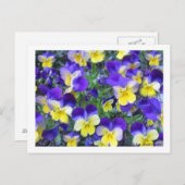 Viola cornuta briefkaart (Voorkant / Achterkant)