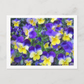 Viola cornuta briefkaart (Voorkant)