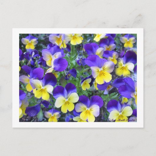 Viola cornuta briefkaart (Voorkant)