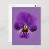 Viola Flower Briefkaart (Voorkant / Achterkant)