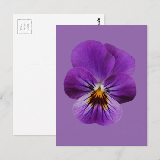 Viola Flower Briefkaart (Voorkant / Achterkant)