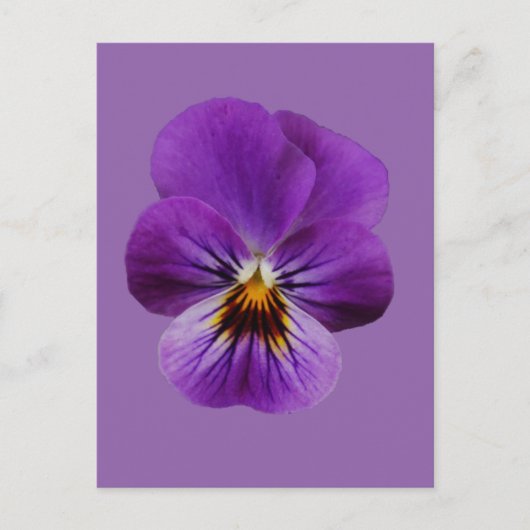 Viola Flower Briefkaart (Voorkant)
