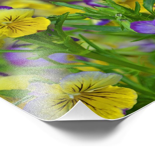 Viola Foto afdrukken (Hoek)