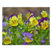 Viola Foto afdrukken (Voorkant)