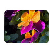 Viola Oranje en Paars Magneet (Horizontaal)