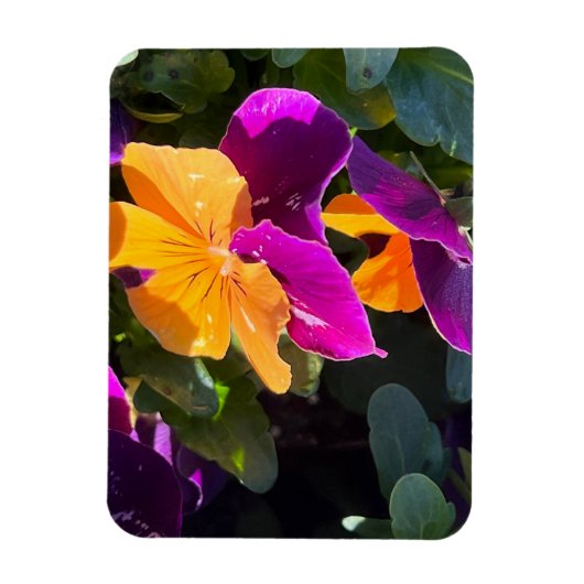 Viola Oranje en Paars Magneet (Verticaal)