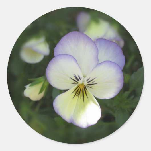 Viola Pansy ~ Lavendel Cream Ronde Sticker (Voorkant)