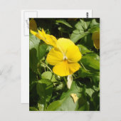 Viola "Swiss Giant Yellow" Briefkaart (Voorkant / Achterkant)