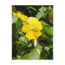 Viola "Swiss Giant Yellow"