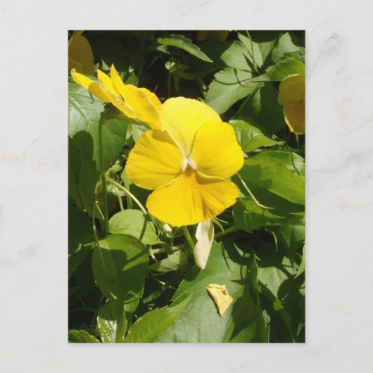 Viola "Swiss Giant Yellow" Briefkaart (Voorkant)