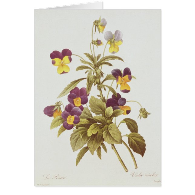 Viola Tricolor (Voorkant)