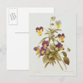 Viola Tricolor Briefkaart (Voorkant / Achterkant)