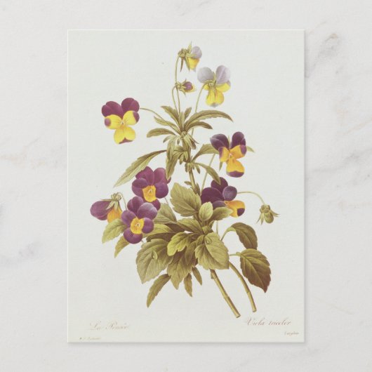 Viola Tricolor Briefkaart (Voorkant)