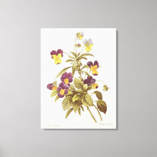 Viola Tricolor Canvas Afdruk (Voorkant)
