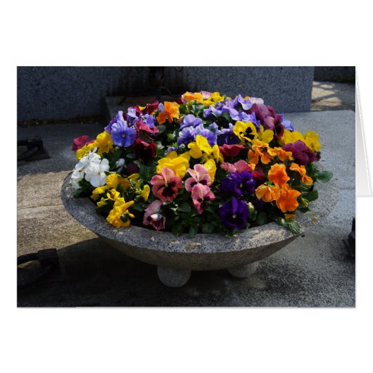 Viola wittrockiana (Voorkant Horizontaal)