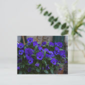 Viola wittrockiana briefkaart (Staand voorkant)