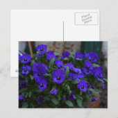 Viola wittrockiana briefkaart (Voorkant / Achterkant)
