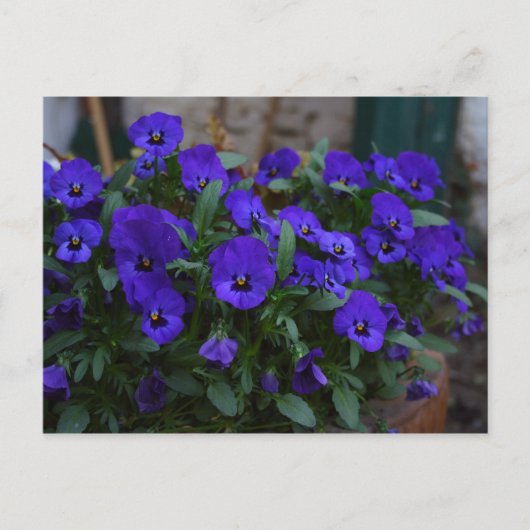 Viola wittrockiana briefkaart (Voorkant)