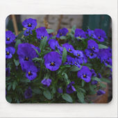 Viola wittrockiana muismat (Voorkant)