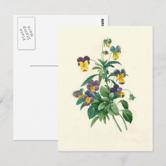 Violas door Pierre-Joseph Redouté Briefkaart (Voorkant / Achterkant)