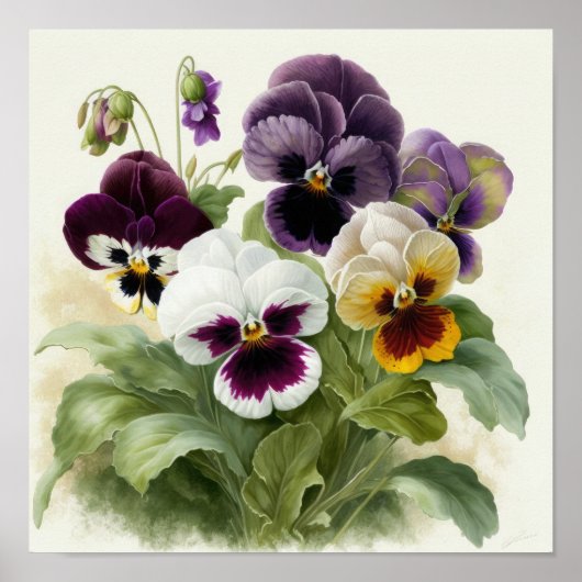 Viola's Driebloemige Bloem Kunstprint Poster (Voorkant)