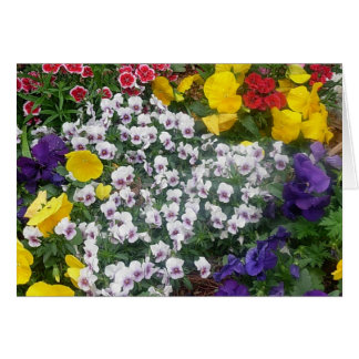 Violas in de lente