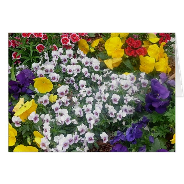 Violas in de lente (Voorkant Horizontaal)