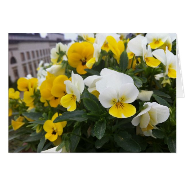 Violas in de tuin van Villa di Poggio a Caiano (Voorkant Horizontaal)