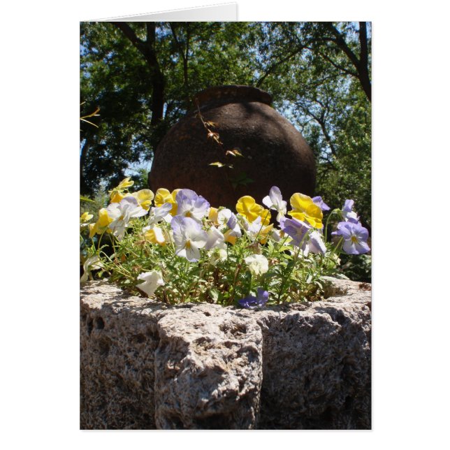Violas In Een Stenen Bak. (Voorkant)