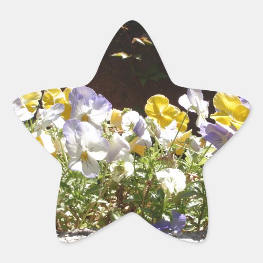 Violas In Een Stenen Bak. Ster Sticker (Voorkant)