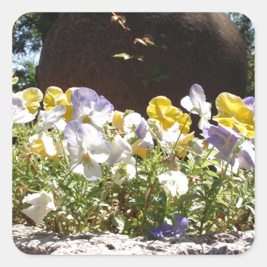 Violas In Een Stenen Bak. Vierkante Sticker (Voorkant)