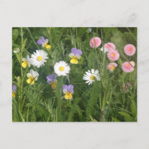 Violas, Madeliefjes & Roze Bloemen DIY Ansichtkaar Feestdagenkaart