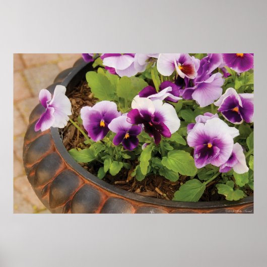 Viola's - Paarse Viola's Poster (Voorkant)