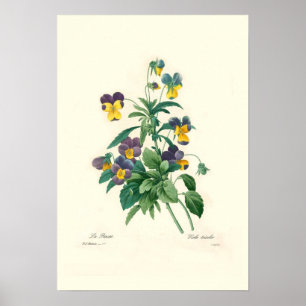 Violas Poster