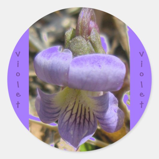 Violet #1 Sticker (Voorkant)