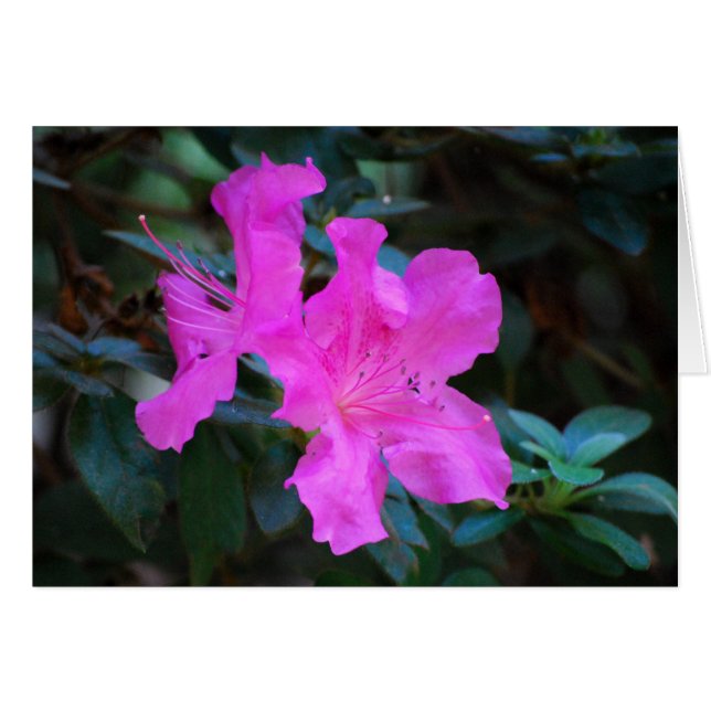 Violet Azaleas Card (Voorkant Horizontaal)