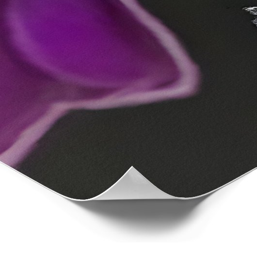 Violet-backed Starling Poster (Hoek)