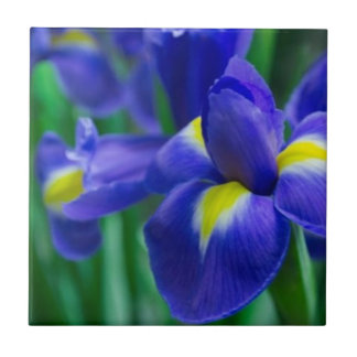 Violet Bearded Iris Tile Tegeltje