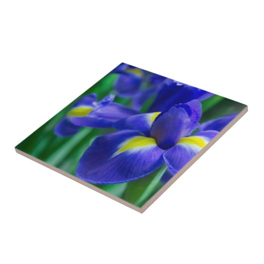 Violet Bearded Iris Tile Tegeltje (Zijkant)